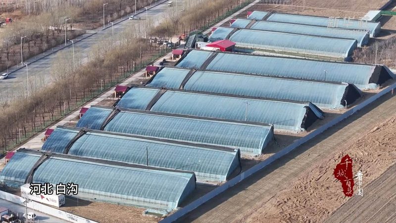合作社成员管理制度内容：构建高效合作机制的关键